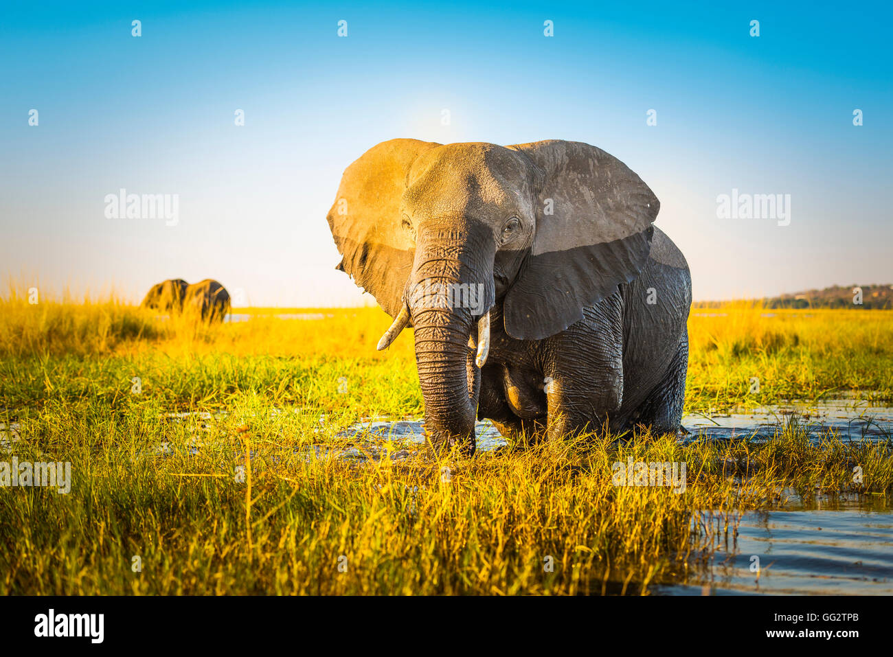 En semi-humide de l'éléphant en Afrique la lumière au coucher du soleil Banque D'Images