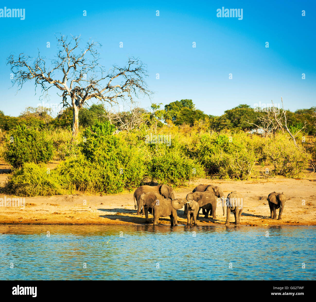 Troupeau d'éléphants en Afrique à la rivière Chobe, au Botswana Banque D'Images