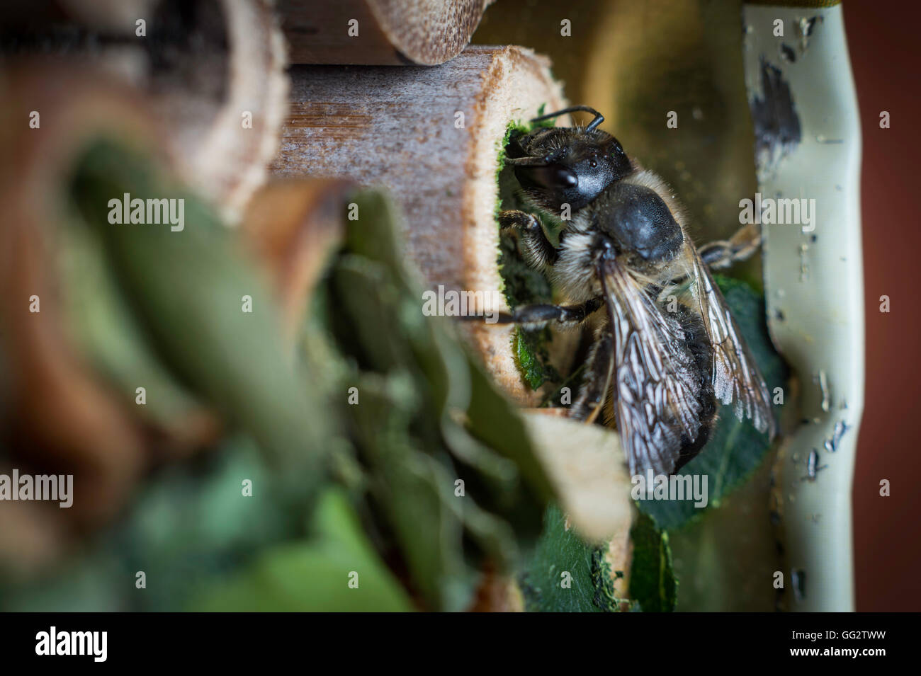 Une femelle Megachile centuncularis, découpeuse, la construction d'un nid dans un tube de bambou dans un jardin. Banque D'Images