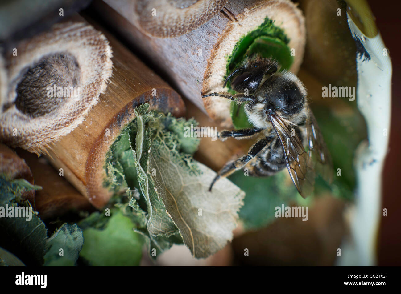 Une femelle Megachile centuncularis, découpeuse, la construction d'un nid dans un tube de bambou dans un jardin. Banque D'Images