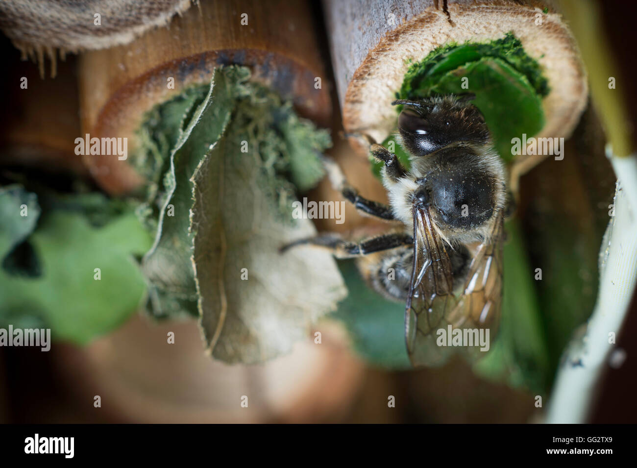 Une femelle Megachile centuncularis, découpeuse, la construction d'un nid dans un tube de bambou dans un jardin. Banque D'Images