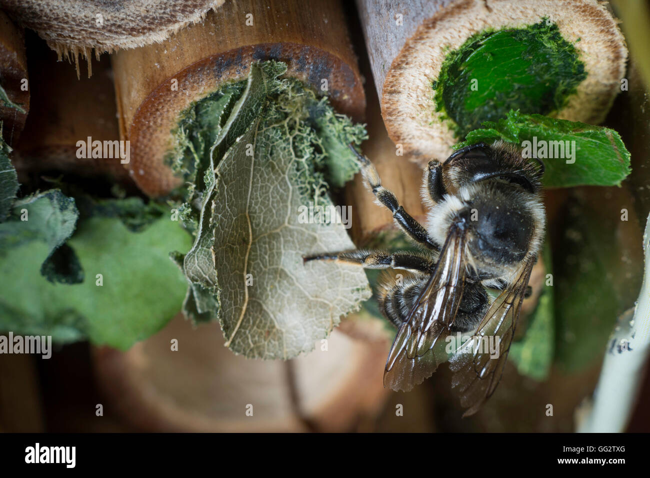Une femelle Megachile centuncularis, découpeuse, la construction d'un nid dans un tube de bambou dans un jardin. Banque D'Images