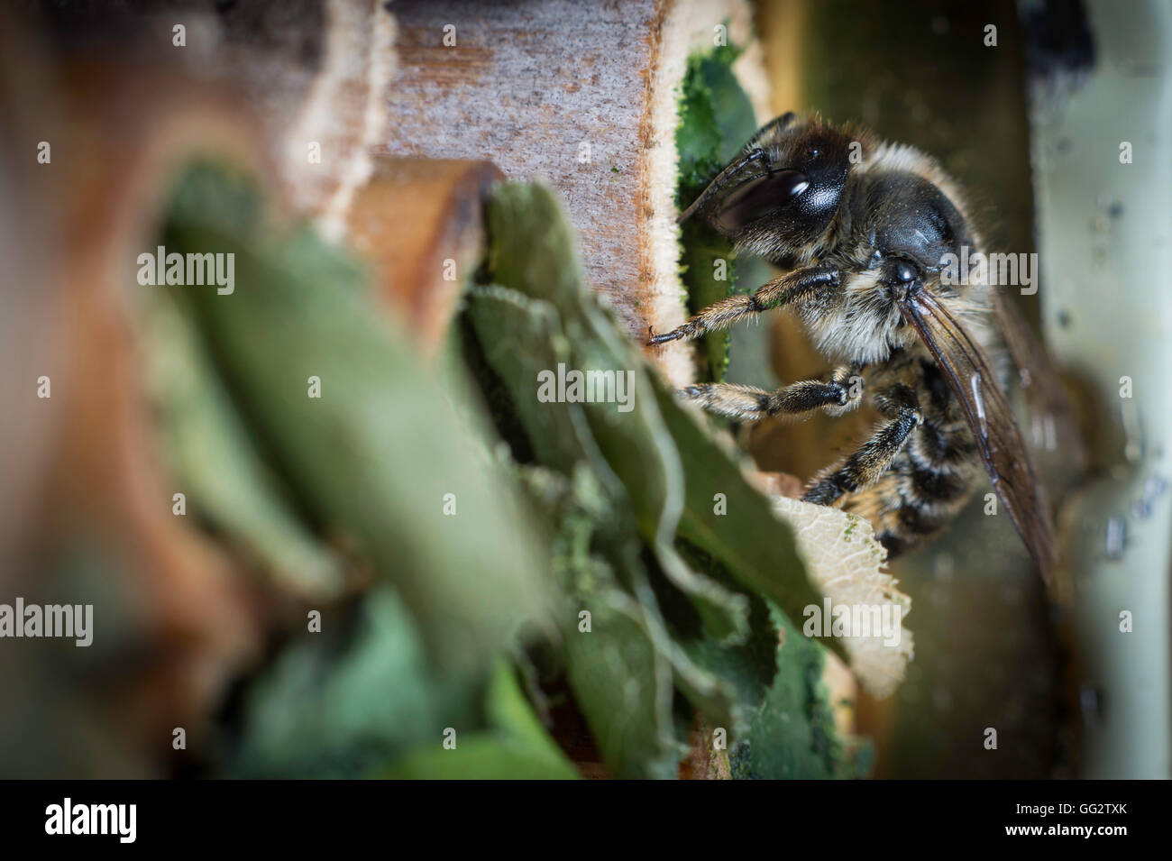 Une femelle Megachile centuncularis, découpeuse, la construction d'un nid dans un tube de bambou dans un jardin. Banque D'Images