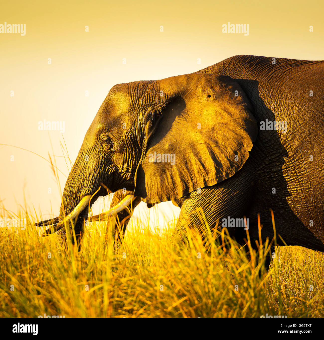 Éléphant marchant à travers les herbes hautes des plaines de l'Afrique au coucher du soleil Banque D'Images