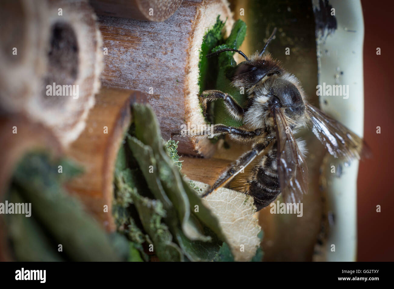 Une femelle Megachile centuncularis, découpeuse, la construction d'un nid dans un tube de bambou dans un jardin. Banque D'Images