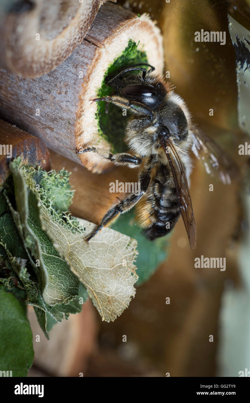 Une femelle Megachile centuncularis, découpeuse, la construction d'un nid dans un tube de bambou dans un jardin. Banque D'Images
