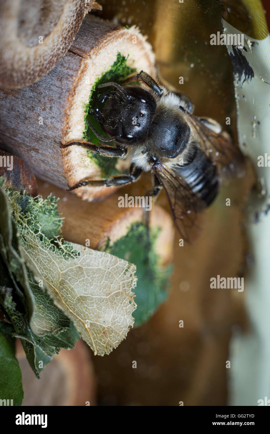 Une femelle Megachile centuncularis, découpeuse, la construction d'un nid dans un tube de bambou dans un jardin. Banque D'Images