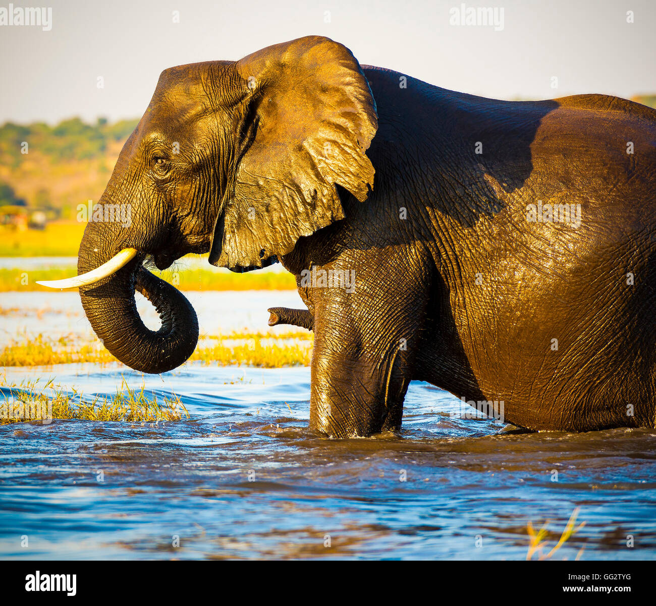 Portrait d'un éléphant africain adultes pataugeant dans l'eau dans le Chobe National Park, Botswana, Africa Banque D'Images