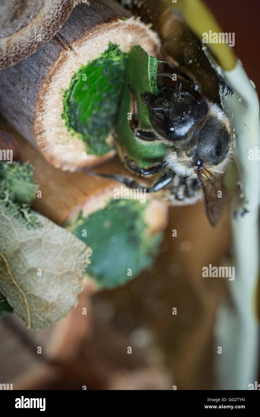 Une femelle Megachile centuncularis, découpeuse, la construction d'un nid dans un tube de bambou dans un jardin. Banque D'Images