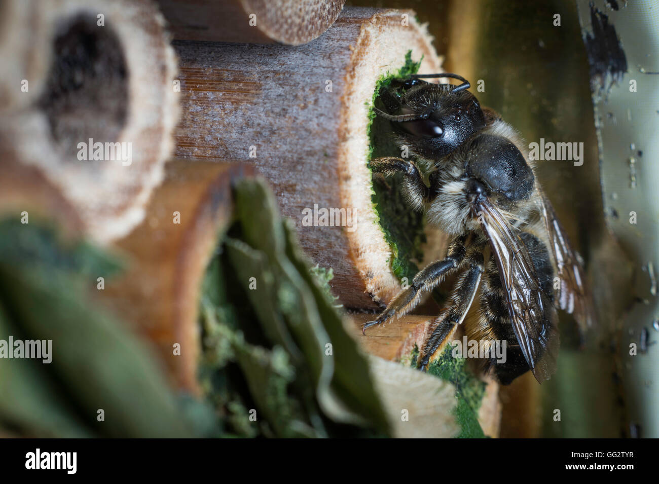 Une femelle Megachile centuncularis, découpeuse, la construction d'un nid dans un tube de bambou dans un jardin. Banque D'Images