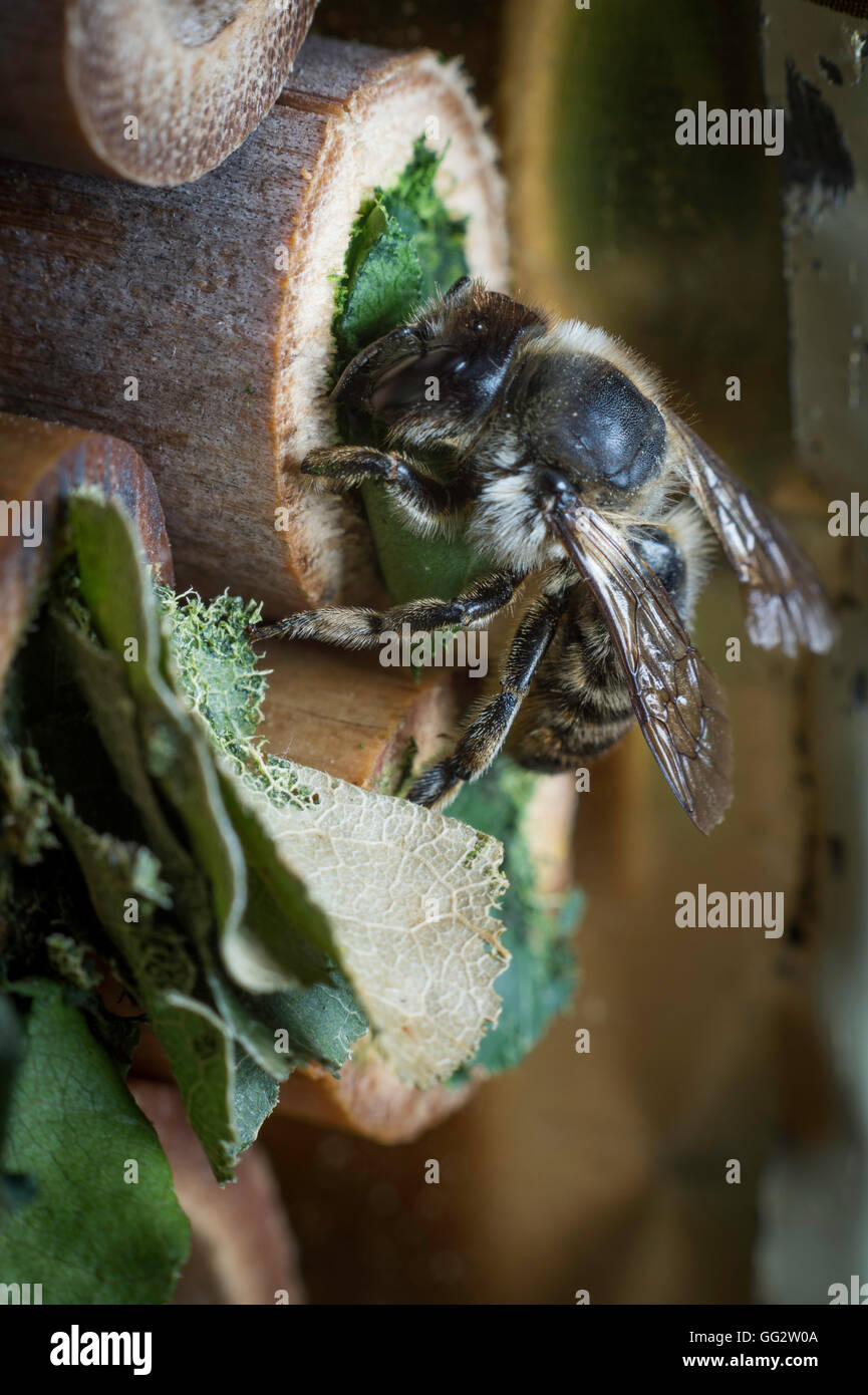 Une femelle Megachile centuncularis, découpeuse, la construction d'un nid dans un tube de bambou dans un jardin. Banque D'Images