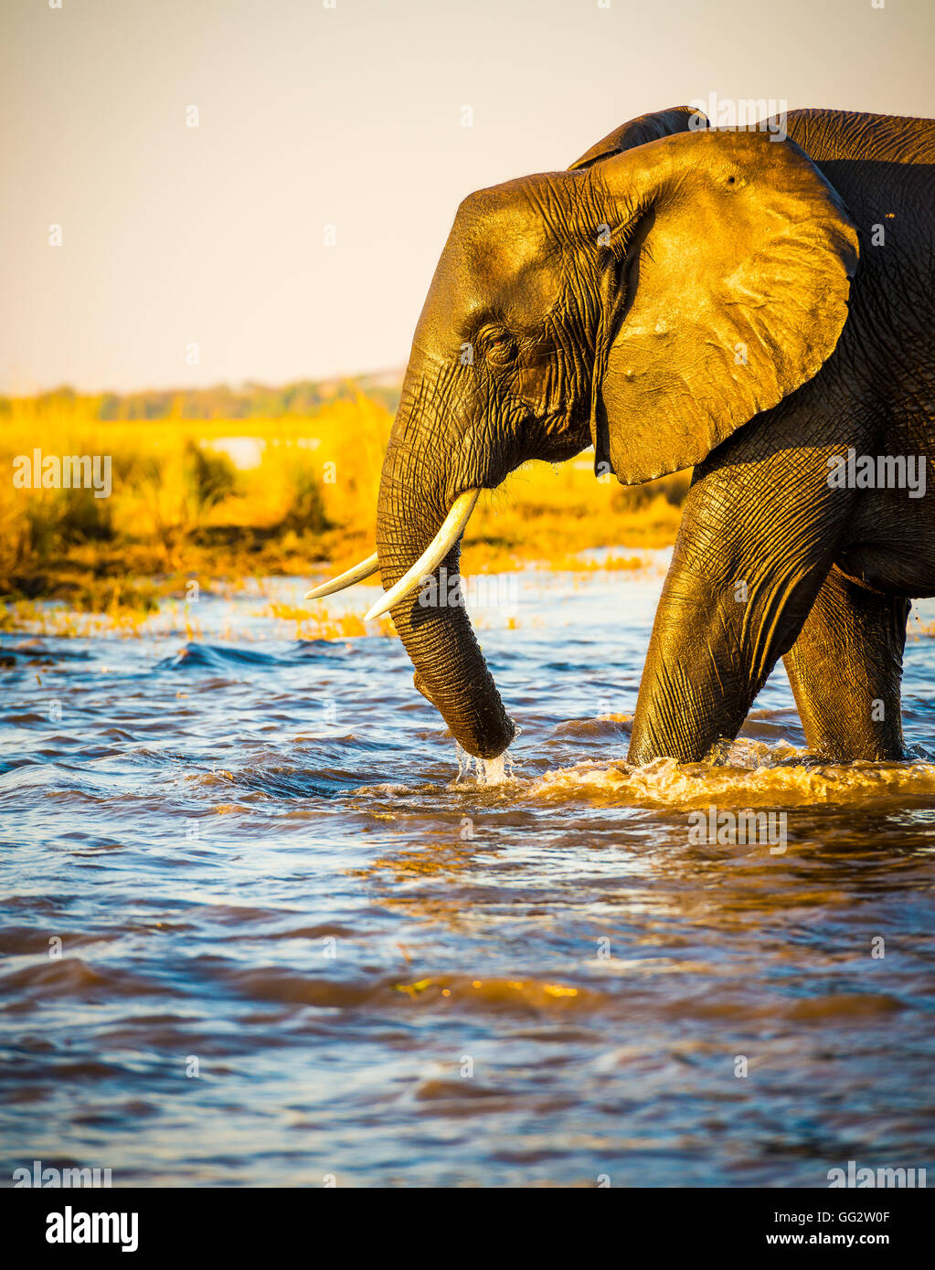 Portrait d'un éléphant africain adultes pataugeant dans l'eau dans le Chobe National Park, Botswana, Africa Banque D'Images
