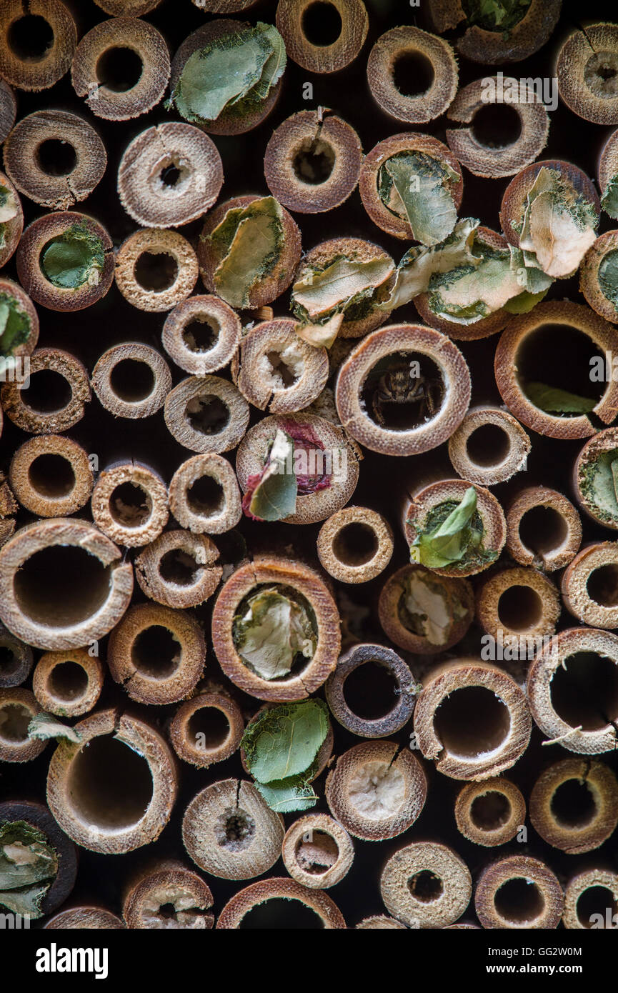 Nids d'abeille découpeuse dans des tubes de bambou. Banque D'Images