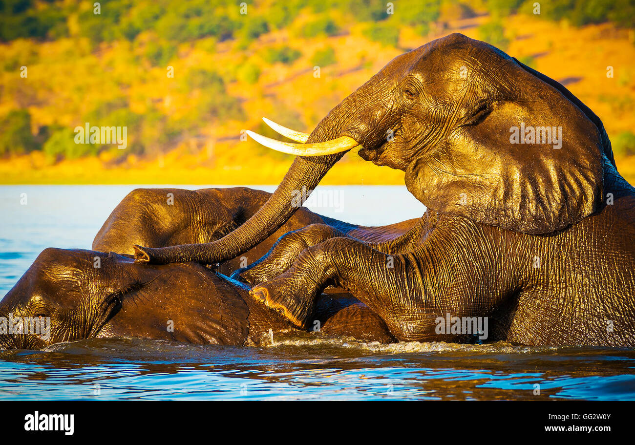 Les jeunes éléphants natation à travers la rivière Chobe, au Botswana, l'Afrique Banque D'Images