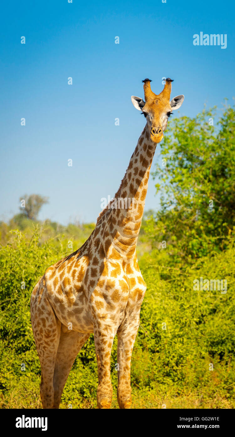 Girafe à l'état sauvage dans le Parc National de Chobe, Botswana, Africa Banque D'Images