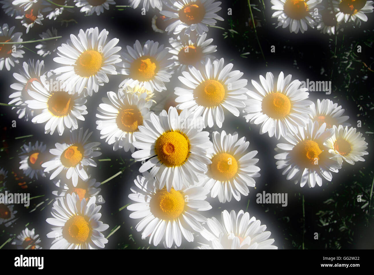 Marguerites d'été avec soft focus purge lumière Banque D'Images