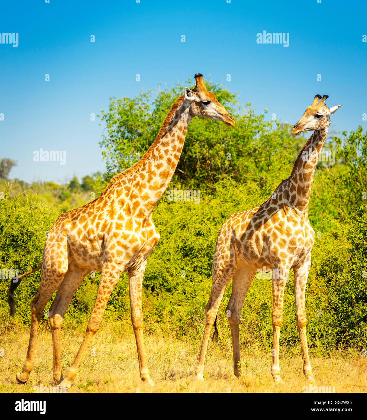 Paire girafe à l'état sauvage dans le Parc National de Chobe, Botswana, Africa Banque D'Images