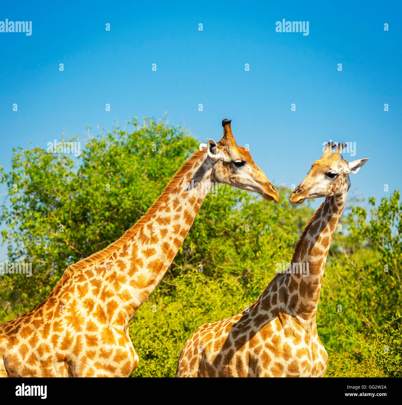 Paire girafe à l'état sauvage dans le Parc National de Chobe, Botswana, Africa Banque D'Images