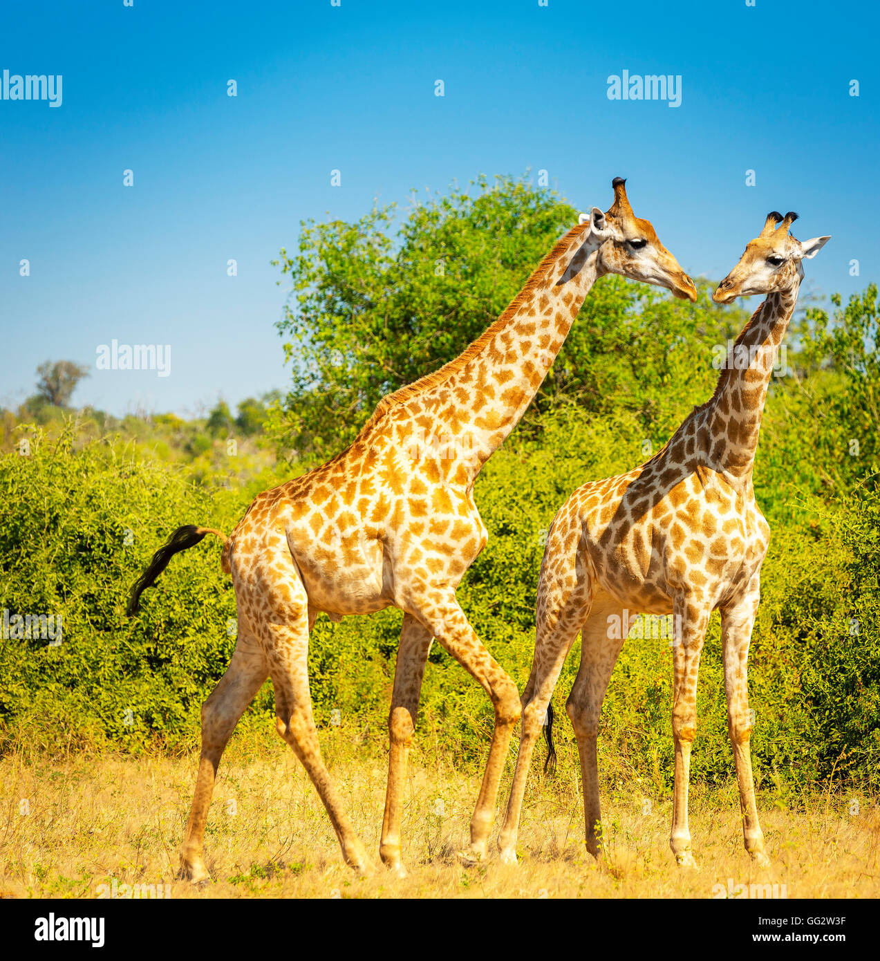 Paire de girafes à l'état sauvage dans le Parc National de Chobe, Botswana, Africa Banque D'Images