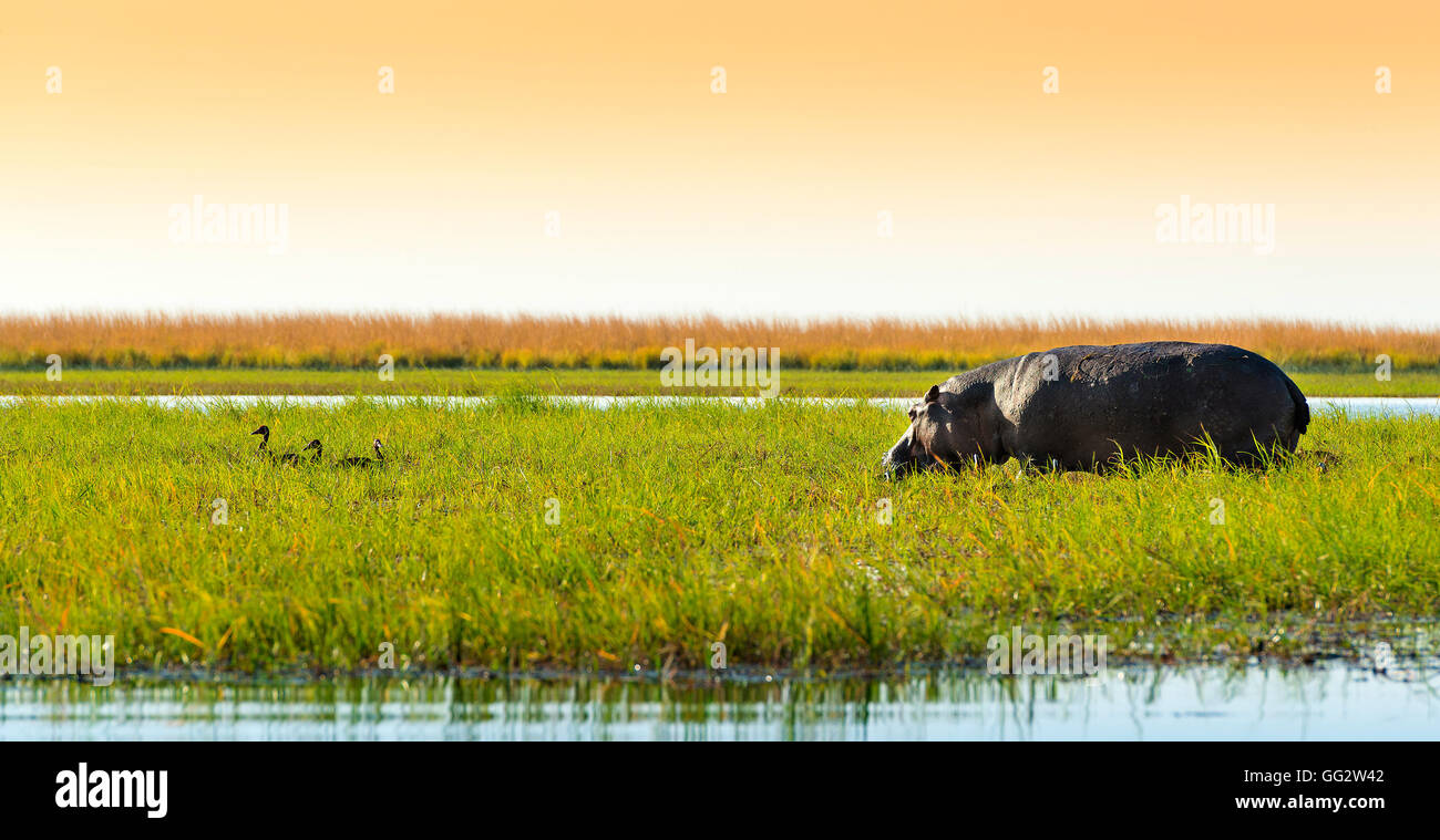 Hippo Hippopotame ou à l'état sauvage dans le Parc National de Chobe, Botswana, Africa Banque D'Images