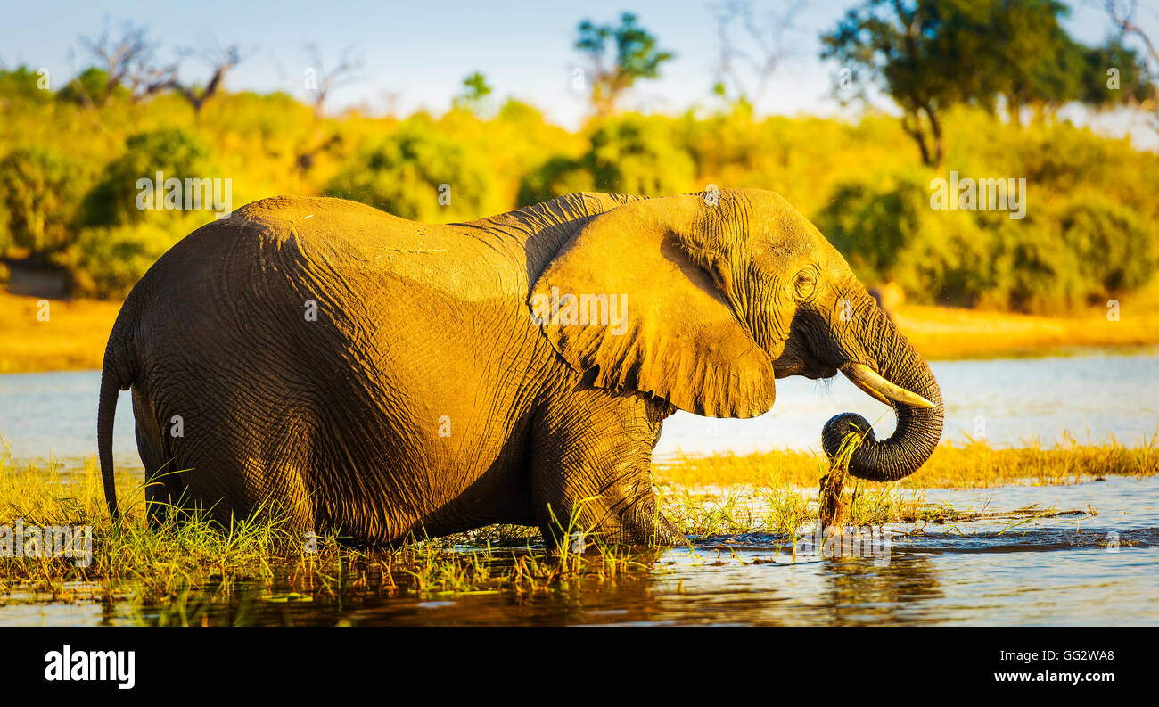 Young Elephant filtre la la rivière Chobe au Botswana, d'Afrique au coucher du soleil Banque D'Images
