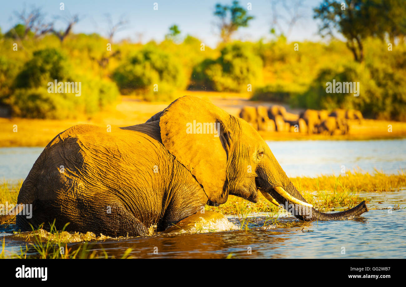 Young Elephant filtre la la rivière Chobe au Botswana, d'Afrique au coucher du soleil Banque D'Images