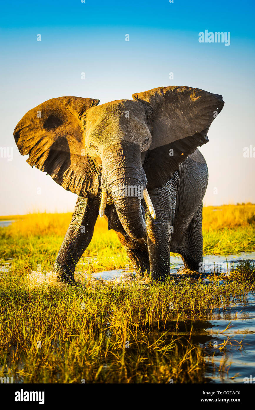 La moitié de l'éléphant dans la lumière de soleil humide en Afrique s'apprête à charger Banque D'Images