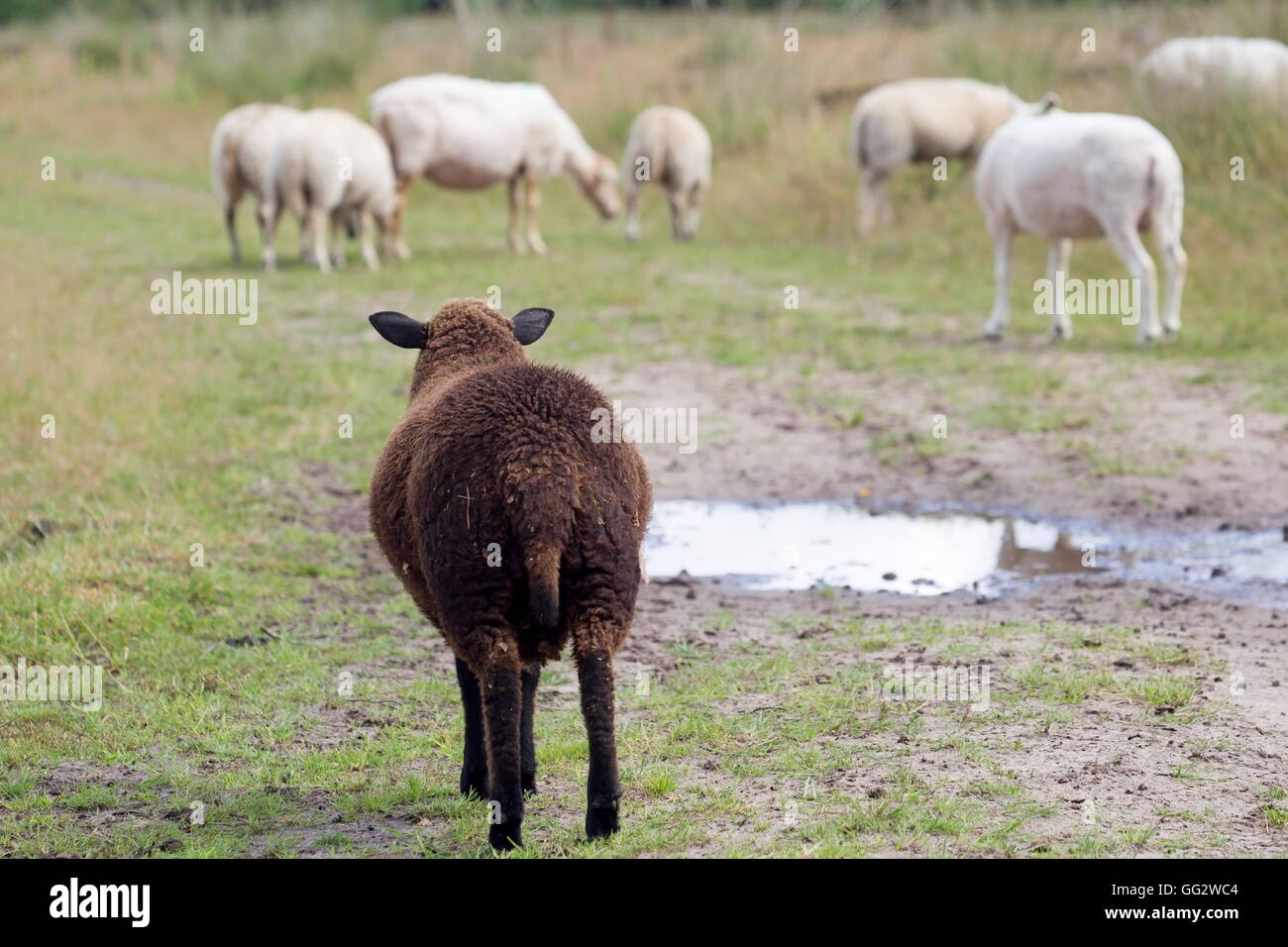 Drenthe Heath moutons en Dwingelderveld, Pays-Bas Banque D'Images