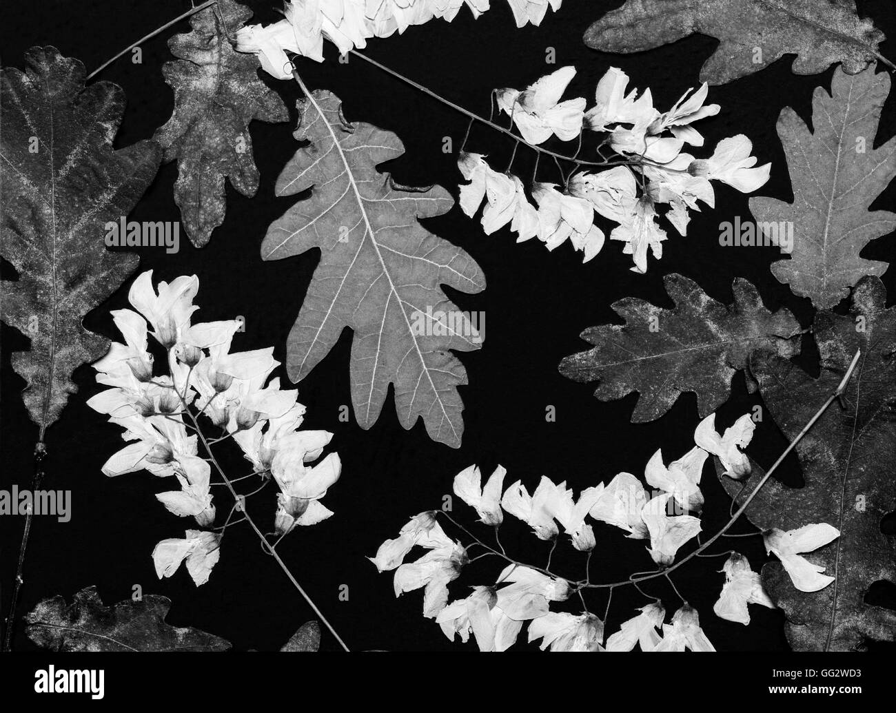 Composition de fleurs sauvages pressé tourné en noir et blanc Banque D'Images