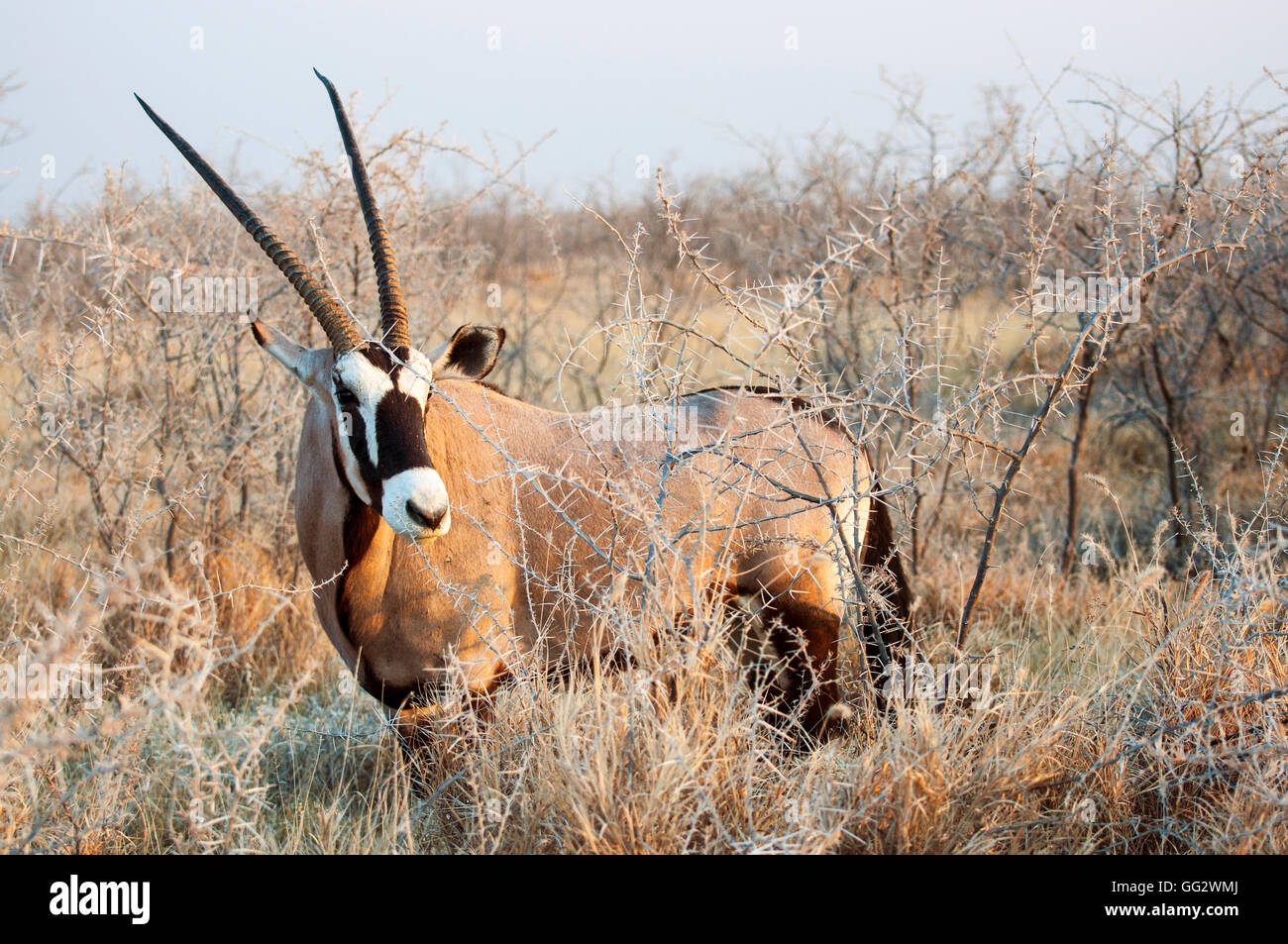 Un Oryx Gemsbok (Permanent) dans les buissons dans le parc national d'Etosha, Namibie Banque D'Images Un Oryx Gemsbok (Permanent) dans les buissons dans le parc national d'Etosha, Namibie Banque D'Images