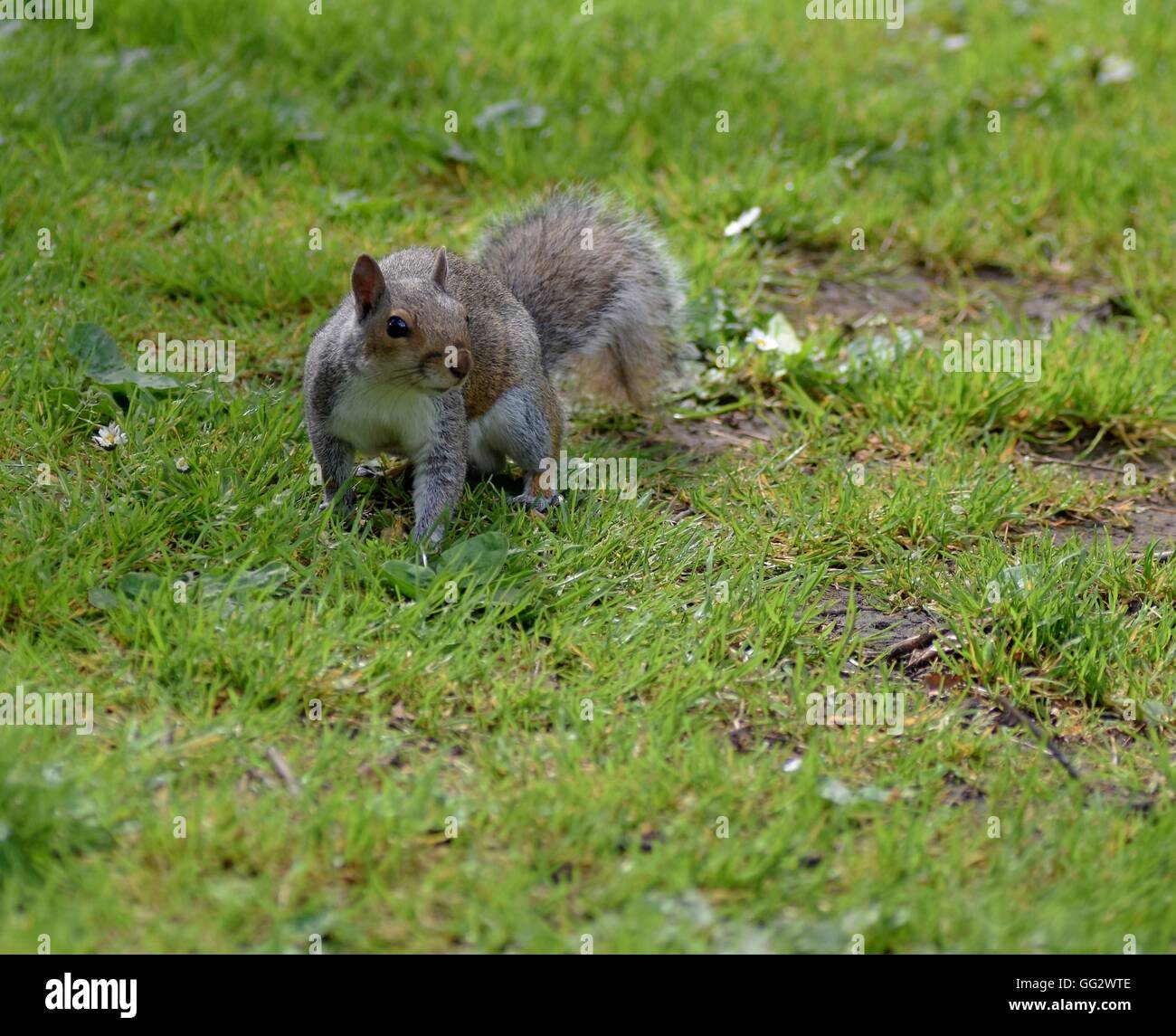 Écureuil gris à la recherche de nourriture dans People's Park à Banbury Banque D'Images