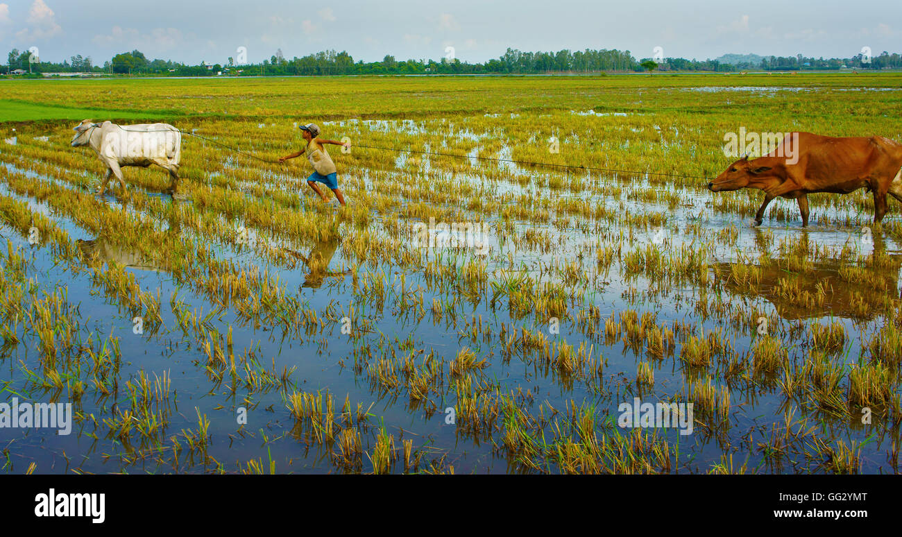 Le travail des enfants d'Asie ont tendance vache sur rizière, ox, garçon de refléter sur l'eau, les enfants travaillent dans les campagnes pauvres vietnamiens Banque D'Images