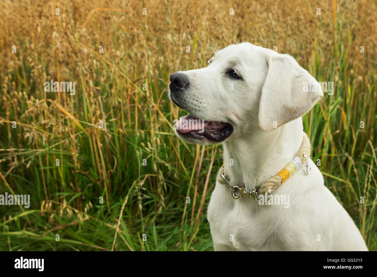 Chien Labrador Blanc jeune en face d'un champ en mode portrait avec de beaux collier Banque D'Images
