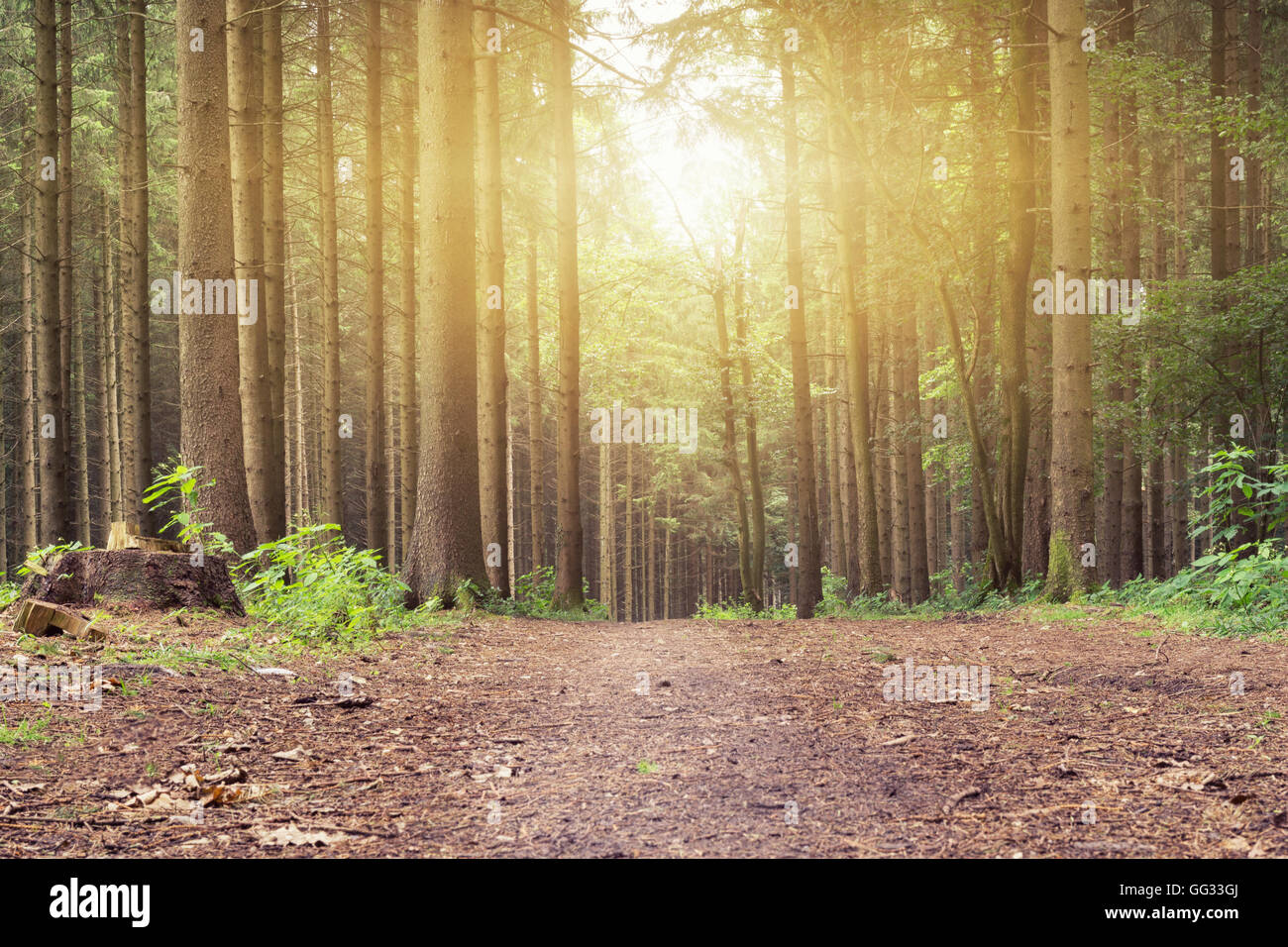 Un coucher de soleil dans la forêt sur un chemin Banque D'Images
