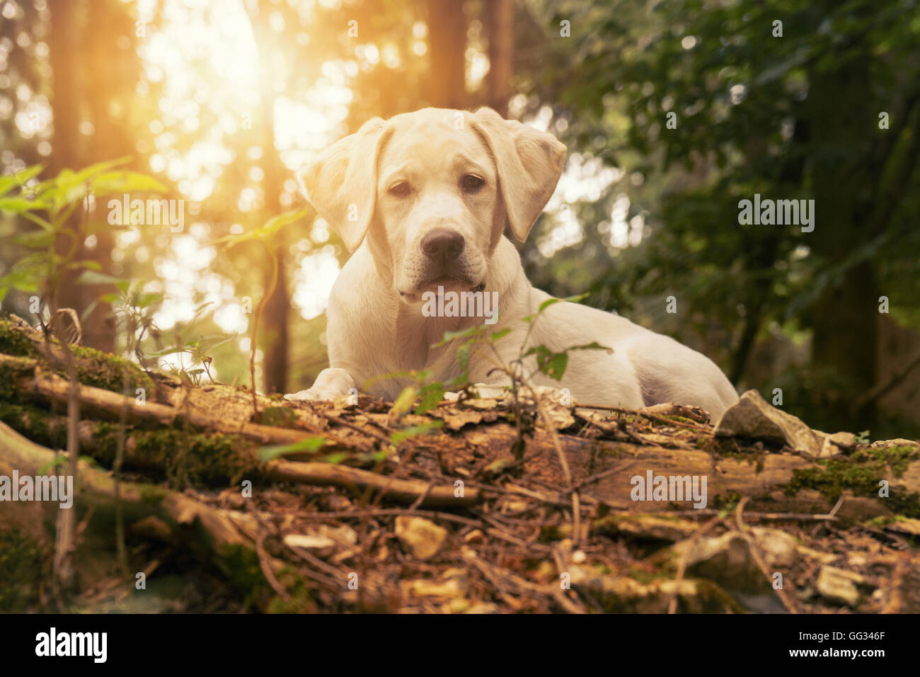 Chien dans la forêt au coucher du soleil - chiot labrador blanc Banque D'Images