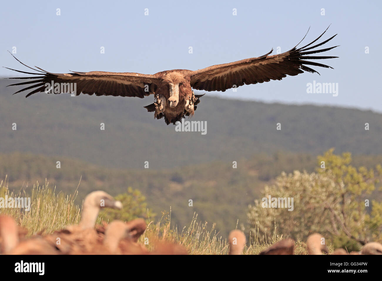 Vautour fauve eurasien entrée en terre en Espagne Banque D'Images