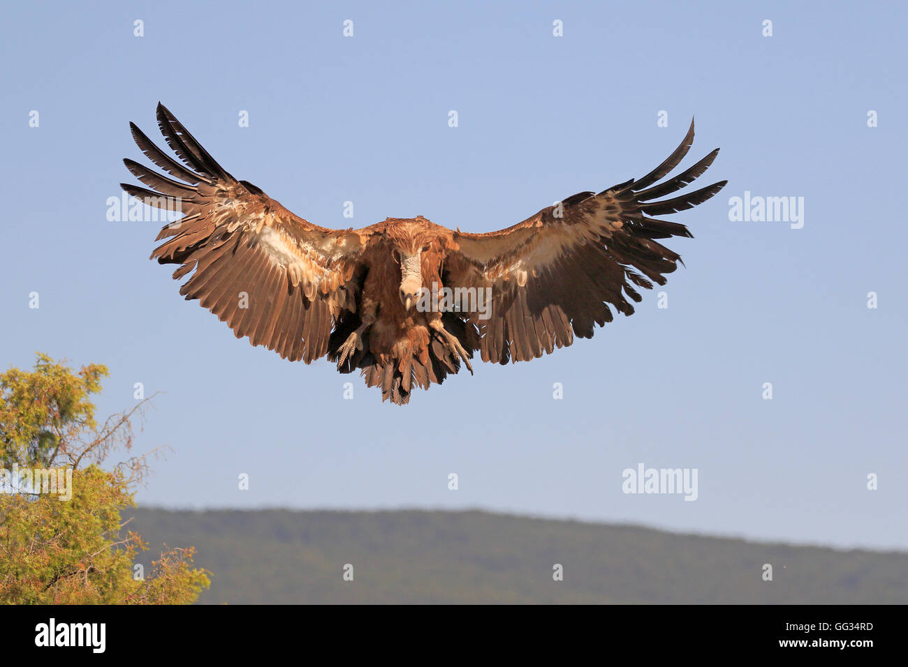 Vautour fauve eurasien entrée en terre en Espagne Banque D'Images