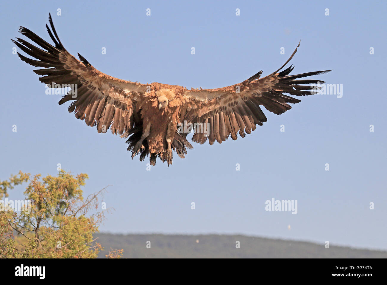 Vautour fauve eurasien entrée en terre en Espagne Banque D'Images