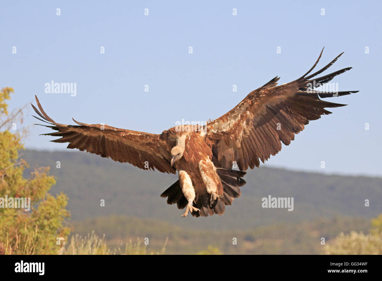 Vautour fauve eurasien entrée en terre en Espagne Banque D'Images