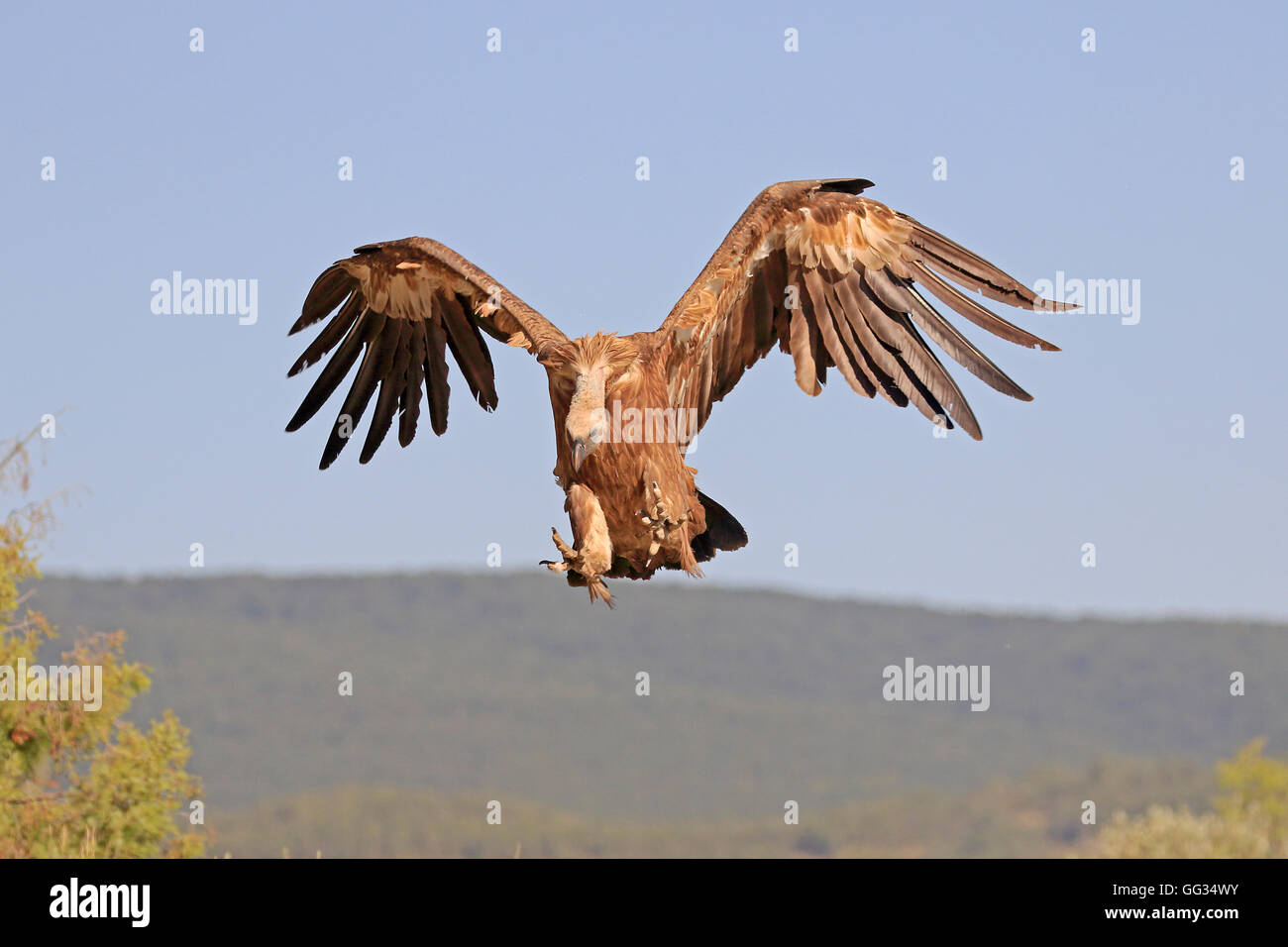 Vautour fauve eurasien entrée en terre en Espagne Banque D'Images