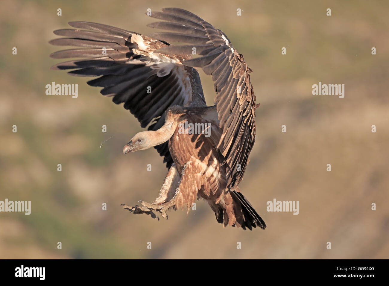 Vautour fauve eurasien entrée en terre en Espagne Banque D'Images