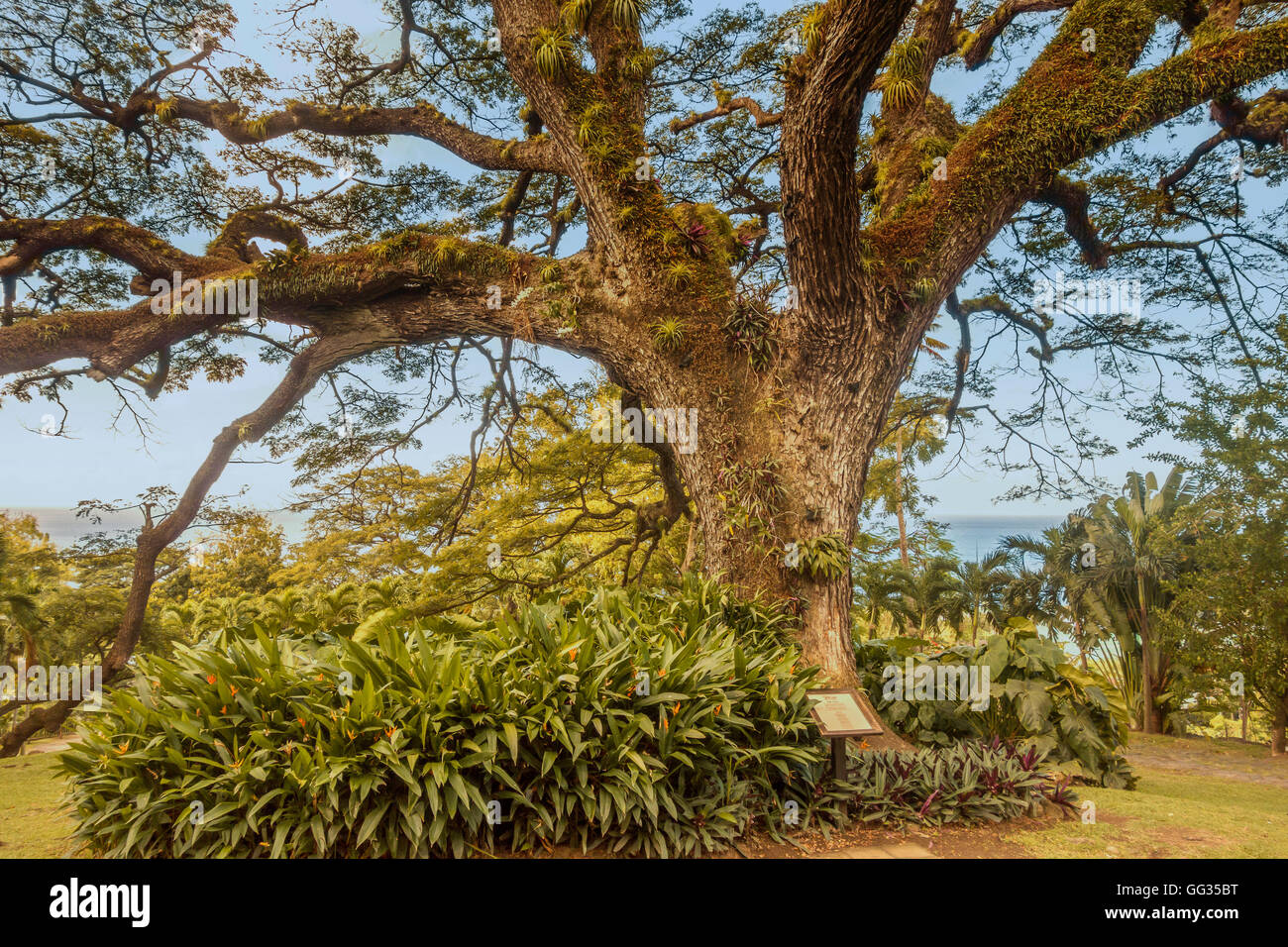 L'arbre (saman Albizia) Romney Manor Saint-kitts Antilles Banque D'Images