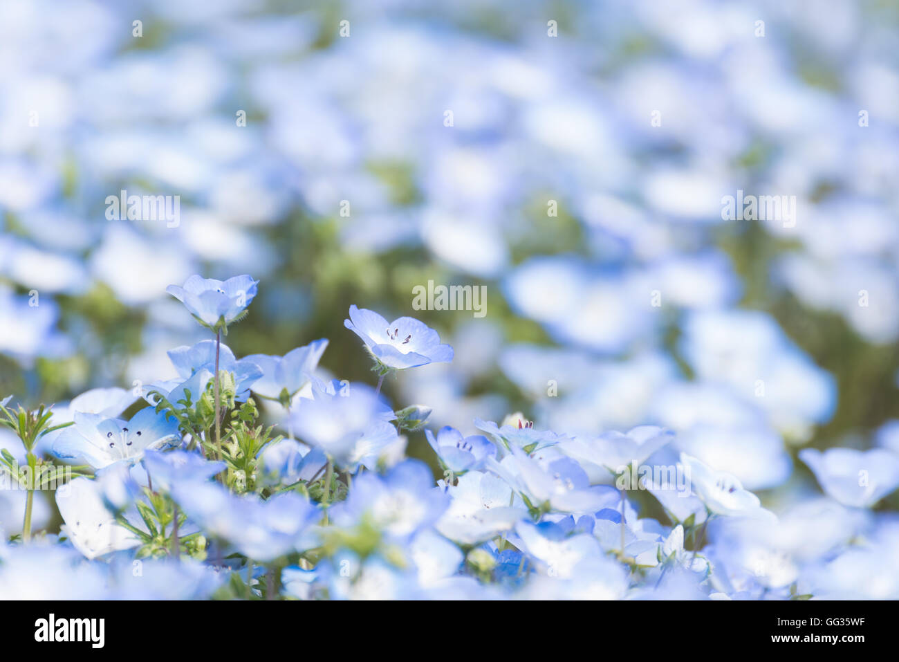 Tapis de Nemophila, ou des yeux fleur bleu bébé Banque D'Images