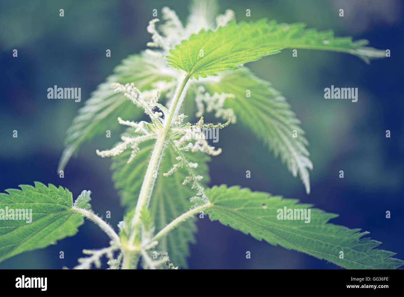 Ortie Urtica dioica avec la floraison des fleurs à Kew Botanical Gardens à Londres Banque D'Images