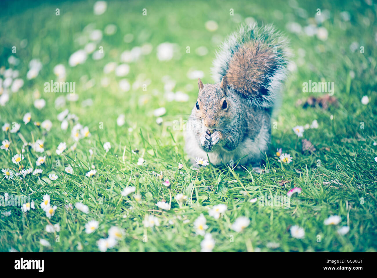 L'écureuil gris de manger les graines de citrouille sur l'herbe verte à Kew Botanical Gardens à Londres. Banque D'Images