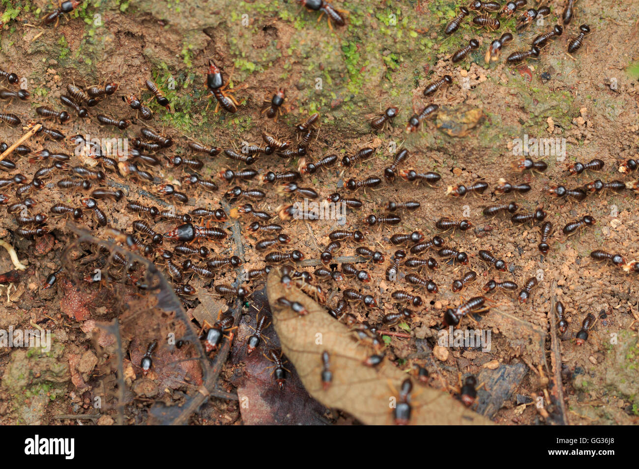 Motion de termites travailleur sur le sol de la forêt dans la région de Saraburi Thaïlande. Shallow DOF Banque D'Images