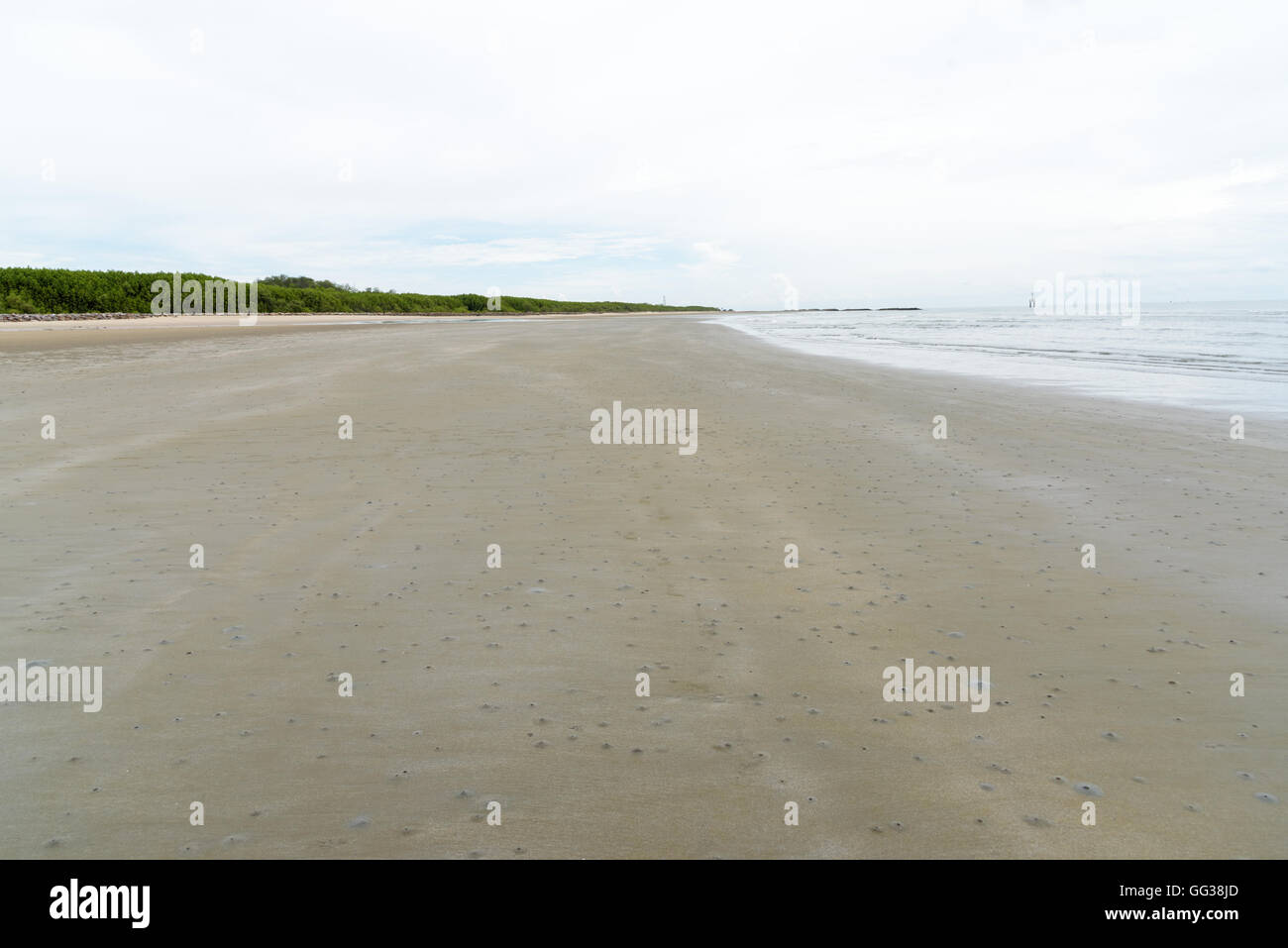 Les mangroves au bord de mer des racines aériennes à phetchaburi le golfe de Thaïlande Banque D'Images