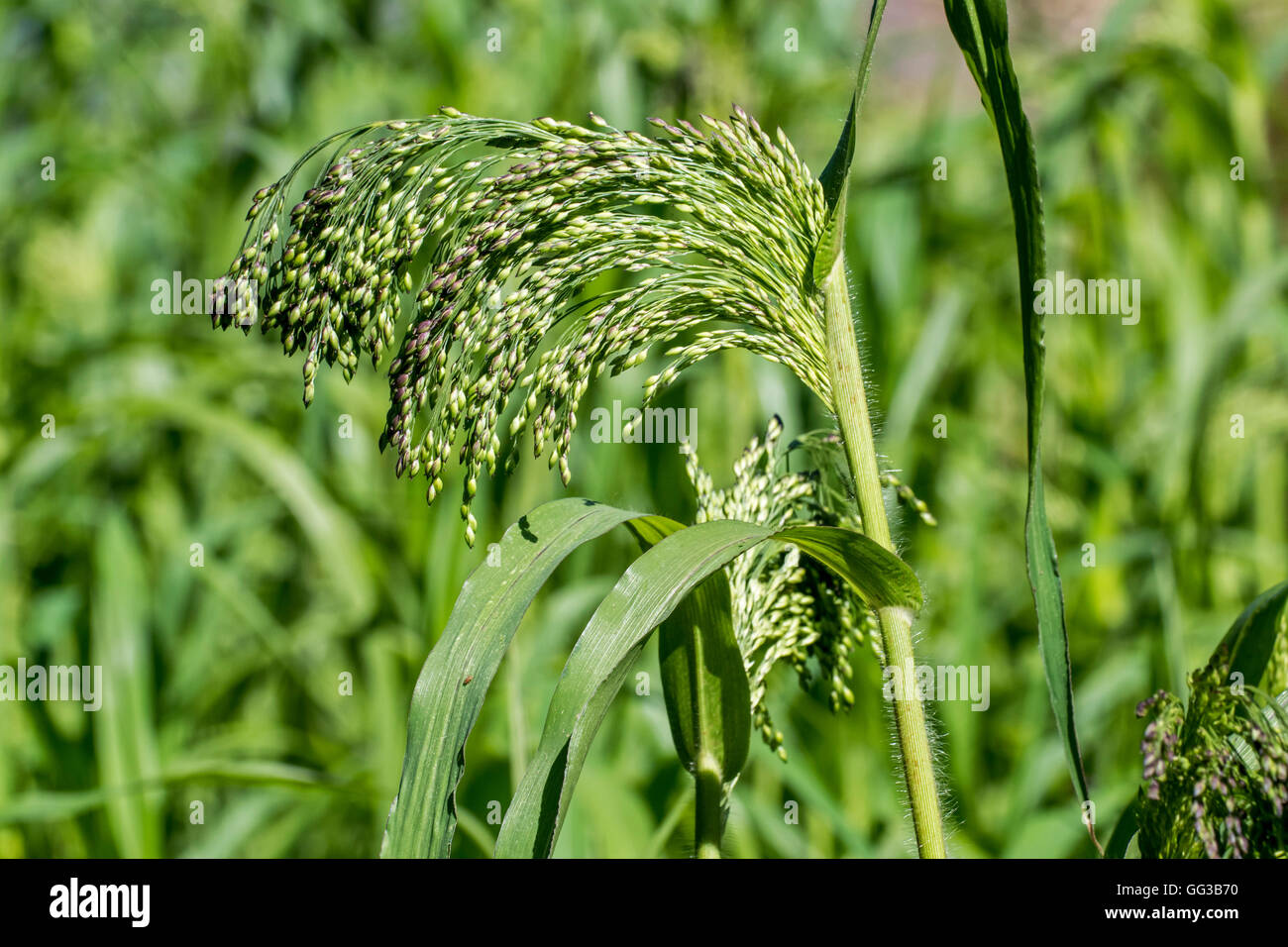 Le millet millet blanc / / / millet commun broomtail millet (Panicum miliaceum) en été Banque D'Images