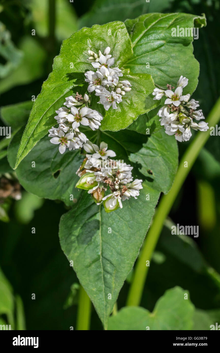 Le sarrasin (Fagopyrum esculentum) à fleurs en été Banque D'Images