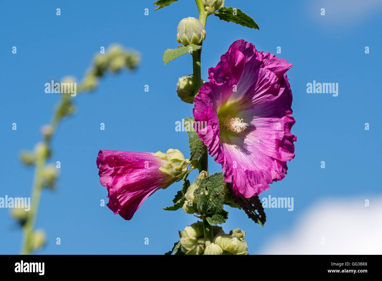 Alcea rosea (rose trémière commune / Althaea rosea) en fleurs Banque D'Images